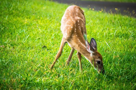 wild bembi deer fawn feeding on a meadow in mountainsの写真素材