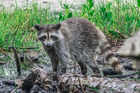 raccoon causing mischief at a campsiteの写真素材
