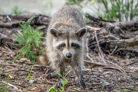 raccoon causing mischief at a campsiteの写真素材