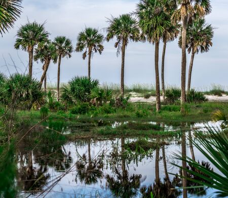 Beach scenes at hunting island south carolinaの写真素材