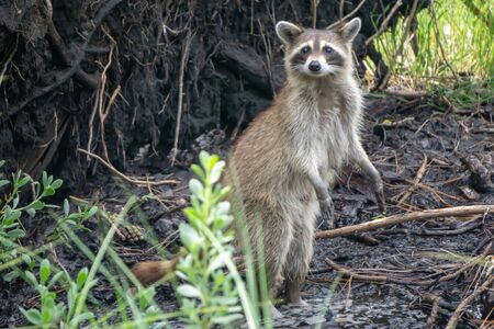 raccoon causing mischief at a campsiteの写真素材