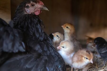 mother hen with baby chickens の写真素材