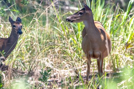 white tail doe deer in forestの写真素材