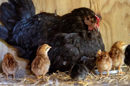 mother hen with baby chickens 