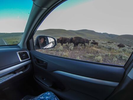 American Bison Grazing by Roadside With Passing Carsの写真素材