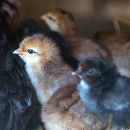 mother hen with baby chickens の写真素材