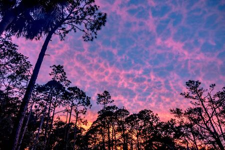 Hunting island south carolina beach scenesの写真素材