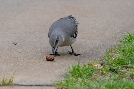 mocking bird eating bugs from the driveway in the rainの写真素材