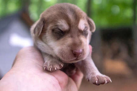 week old newborn terrier puppies browsing around the doghouse