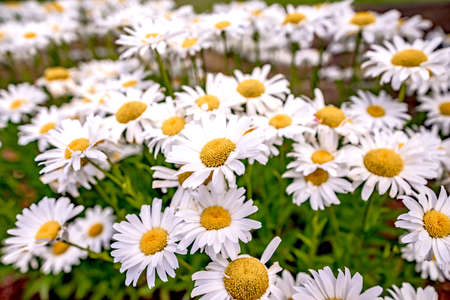 Daisy flower on green meadow in the eveningの写真素材