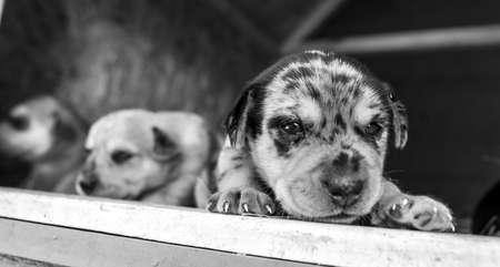 week old newborn terrier puppies browsing around the doghouseの写真素材
