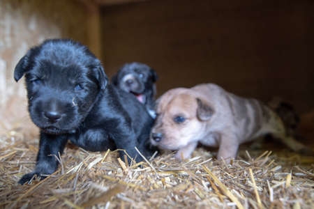 week old newborn terrier puppies browsing around the doghouse