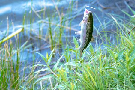 fishing for trout in a small lake in washington state