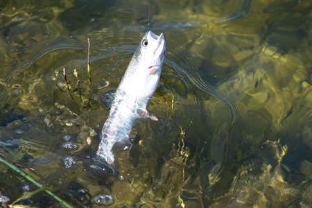 fishing for trout in a small lake in washington state