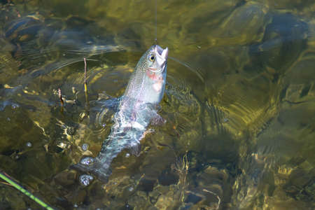 fishing for trout in a small lake in washington state