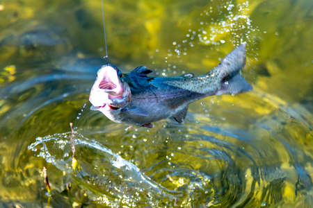 fishing for trout in a small lake in washington state