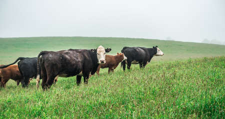 cow farm field in the smoky mountains of north carolina