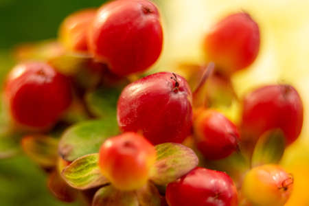 Red berry hypericum with green leaves in bouquetの写真素材