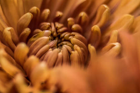 orange autumn color macro of Chrysanthemum flowerの写真素材