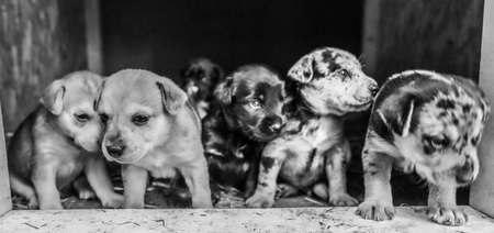 cutest terrier lab husky mix puppies playing in dog house