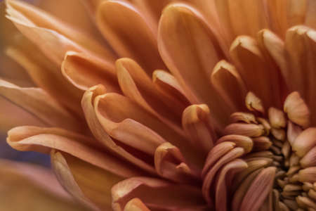 orange autumn color macro of Chrysanthemum flowerの写真素材
