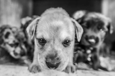cutest terrier lab husky mix puppies playing in dog house