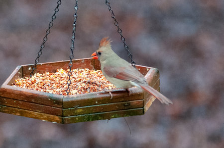 cardinal feeding at bird feeder in carolinaの写真素材