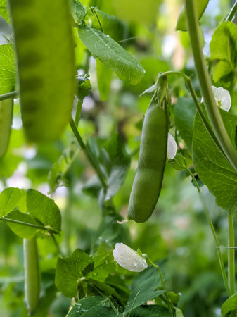 Pea Plant vegetable in a garden