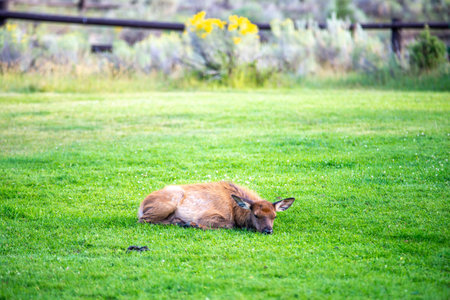 hurd of wild elk in Mammoth, Wyomingの写真素材