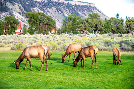 hurd of wild elk in Mammoth, Wyomingの写真素材