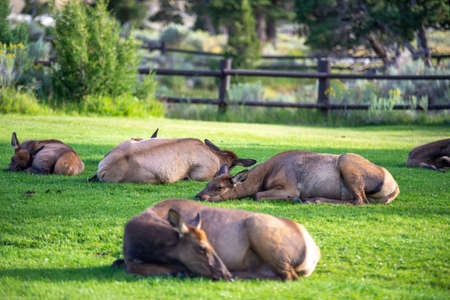 hurd of wild elk in Mammoth, Wyomingの写真素材