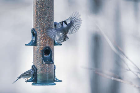 birds feeding and playing at the feederの写真素材