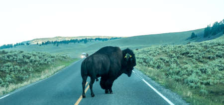 Bison graze in Lamar Valleyat Yellowstone Nationalの写真素材