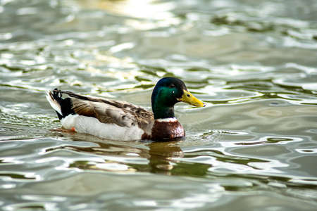 wild duck relaxing in water on a lakeの写真素材