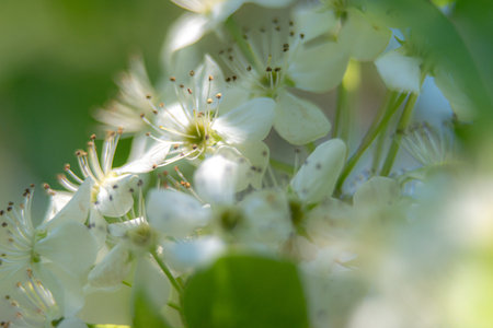 ornamental pear tree blossoms early spring in marchの写真素材