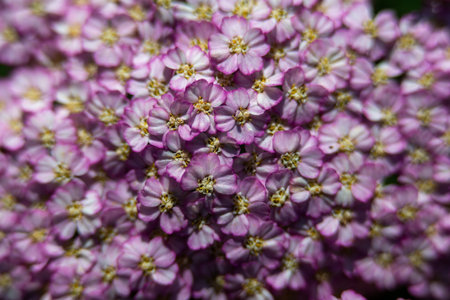 Gentle wild pink flowers on summer flowerbedの写真素材