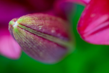 lily flowers macro in a home gardenの写真素材