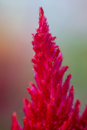 Blossomed wild plant in pink color, note shallow depth of field