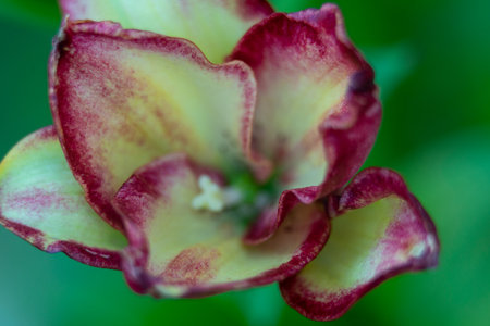 lily flowers macro in a home gardenの写真素材