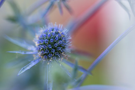 Eryngium planum, the blue eryngo or flat sea holly, is a plant in the family Apiaceaeの写真素材
