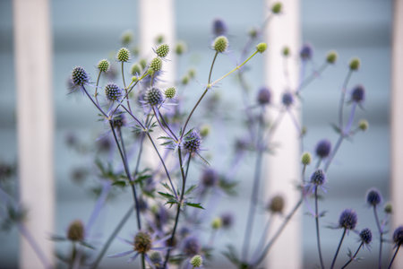Eryngium planum, the blue eryngo or flat sea holly, is a plant in the family Apiaceaeの写真素材