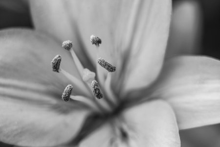 lily flowers macro in a home gardenの写真素材