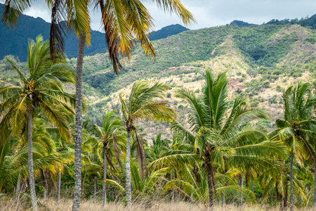 oahu Hawaii Palm Tree Coconut Farm plantationの写真素材