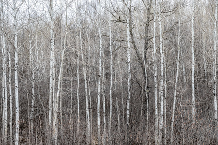 birch tree forest background in wisconsin stateの写真素材
