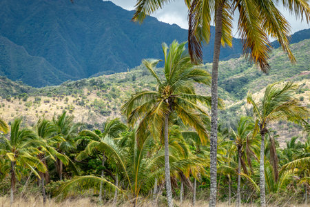 oahu Hawaii Palm Tree Coconut Farm plantationの写真素材
