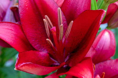 Blossoming red lilies in a beautiful home gardenの写真素材