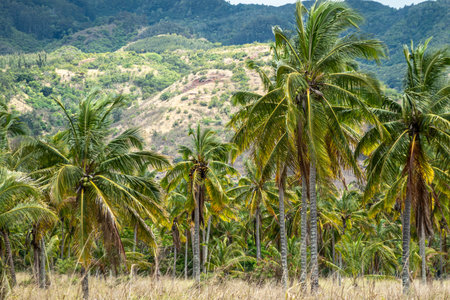 oahu Hawaii Palm Tree Coconut Farm plantationの写真素材