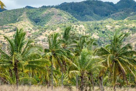 oahu Hawaii Palm Tree Coconut Farm plantationの写真素材