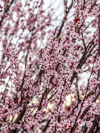 pink blooming tree in spring southern USAの写真素材