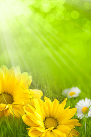 Floral background - yellow and white flowersの写真素材